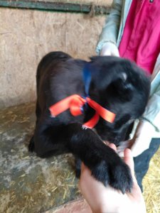 SAM (Black)  AVAILABLE TO ADOPT