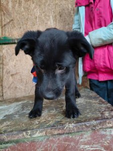 SAM (Black)  AVAILABLE TO ADOPT
