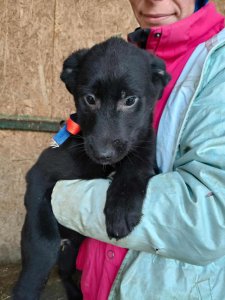 SAM (Black)  AVAILABLE TO ADOPT