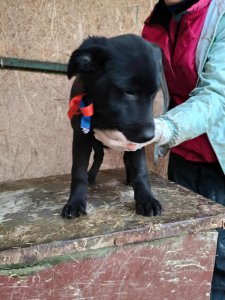 SAM (Black)  AVAILABLE TO ADOPT