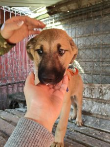 CODY AVAILABLE TO ADOPT