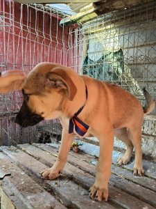 CODY AVAILABLE TO ADOPT