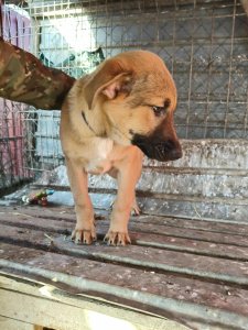 CODY AVAILABLE TO ADOPT