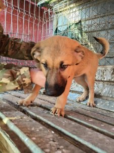 CODY AVAILABLE TO ADOPT