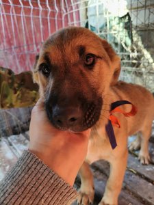 CODY AVAILABLE TO ADOPT