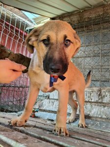 CODY AVAILABLE TO ADOPT