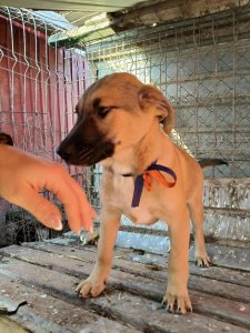 CODY AVAILABLE TO ADOPT