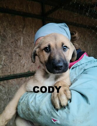 cody