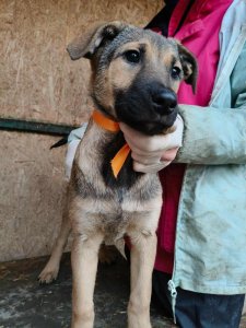 CLOVER AVAILABLE TO ADOPT