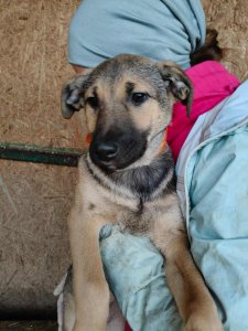 CLOVER AVAILABLE TO ADOPT