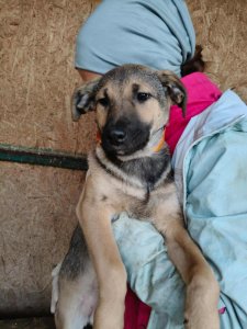 CLOVER AVAILABLE TO ADOPT