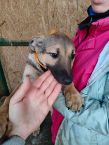 CLOVER AVAILABLE TO ADOPT