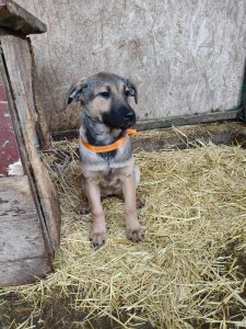 CLOVER AVAILABLE TO ADOPT