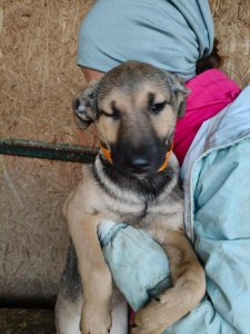 CLOVER AVAILABLE TO ADOPT