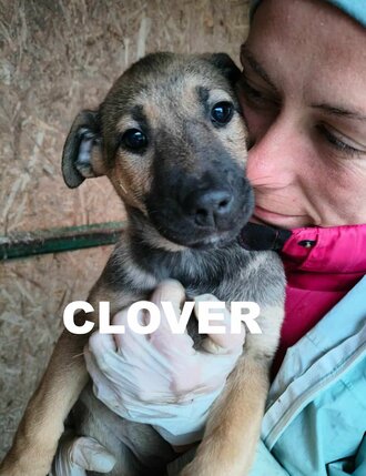 clover