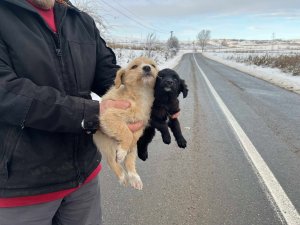 TINY AVAILABLE TO ADOPT