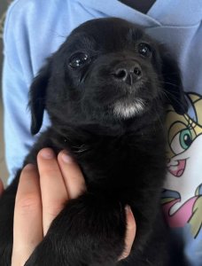 TINY AVAILABLE TO ADOPT