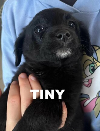 tiny---copy tiny---copy