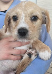 COCO AVAILABLE TO ADOPT