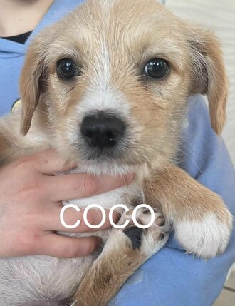 coco---copy
