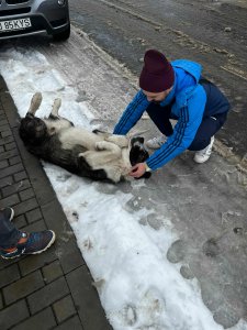 STORM is AVAILABLE TO ADOPT