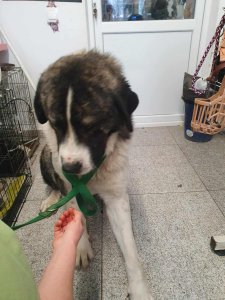 STORM is AVAILABLE TO ADOPT