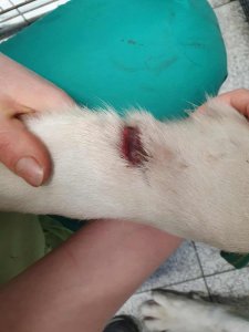 STORM is AVAILABLE TO ADOPT