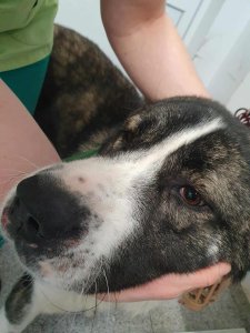 STORM is AVAILABLE TO ADOPT