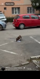 BROWNIE AVAILABLE TO ADOPT