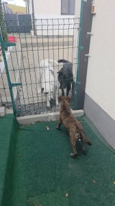 BROWNIE AVAILABLE TO ADOPT