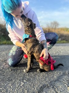 BROWNIE AVAILABLE TO ADOPT