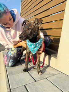 BROWNIE AVAILABLE TO ADOPT