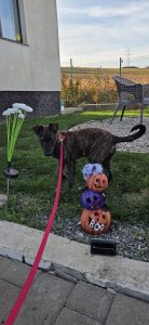 BROWNIE AVAILABLE TO ADOPT