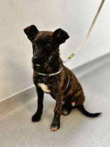 BROWNIE AVAILABLE TO ADOPT