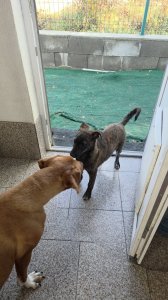 BROWNIE AVAILABLE TO ADOPT