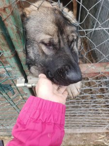 FRANZ AVAILABLE TO ADOPT