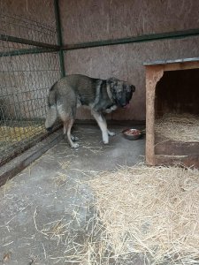 FRANZ AVAILABLE TO ADOPT