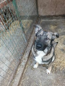 FRANZ AVAILABLE TO ADOPT