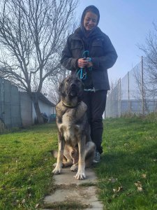 FRANZ AVAILABLE TO ADOPT