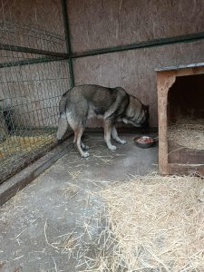 FRANZ AVAILABLE TO ADOPT