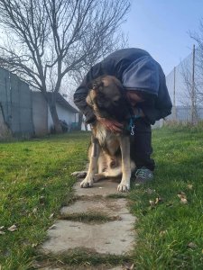 FRANZ AVAILABLE TO ADOPT