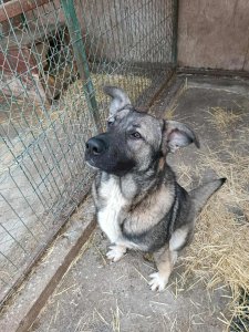 FRANZ AVAILABLE TO ADOPT