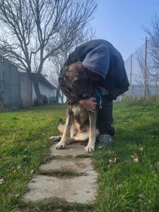 FRANZ AVAILABLE TO ADOPT