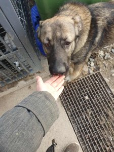 FRANZ AVAILABLE TO ADOPT