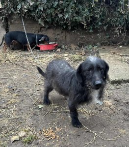 HECTOR AVAILABLE TO ADOPT