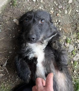 HECTOR AVAILABLE TO ADOPT