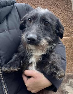 HECTOR AVAILABLE TO ADOPT