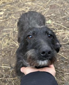 HECTOR AVAILABLE TO ADOPT