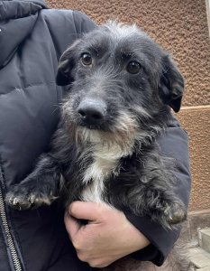 HECTOR AVAILABLE TO ADOPT