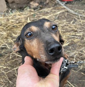 CHERRY AVAILABLE TO ADOPT